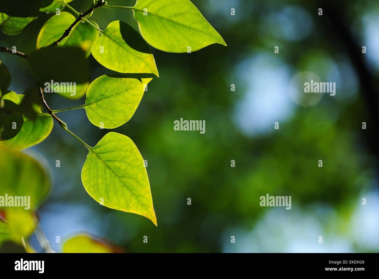 Green tree leaves sunlight hi-res stock photography and images - Alamy
