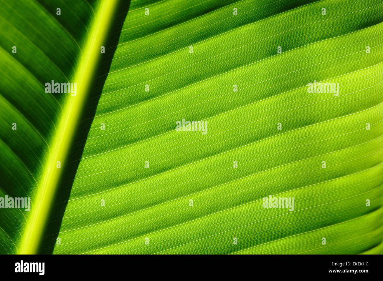 Palm tree leaf hi-res stock photography and images - Alamy