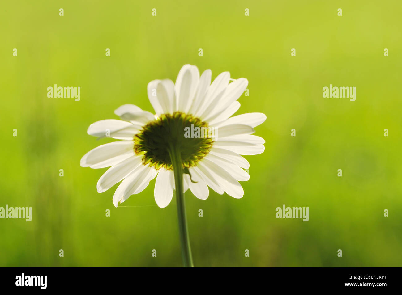Meadow chamomile hi-res stock photography and images - Alamy