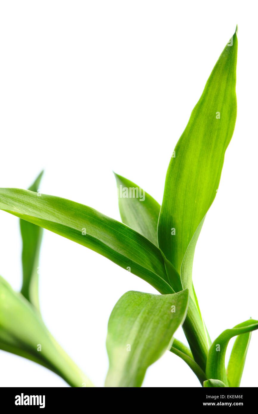 White leaf hi-res stock photography and images - Alamy