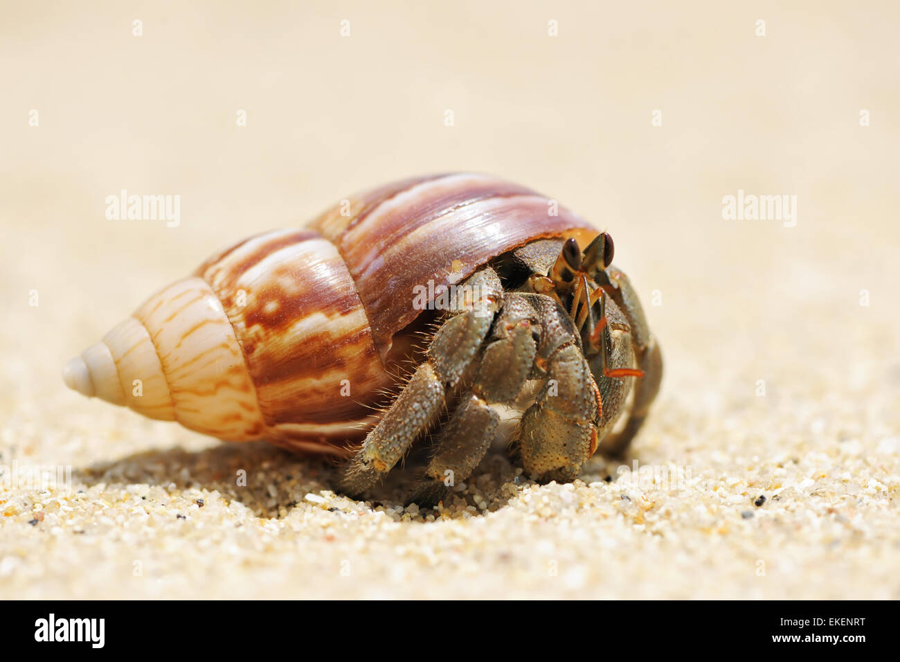 Hermit Crab on a beach Stock Photo - Alamy