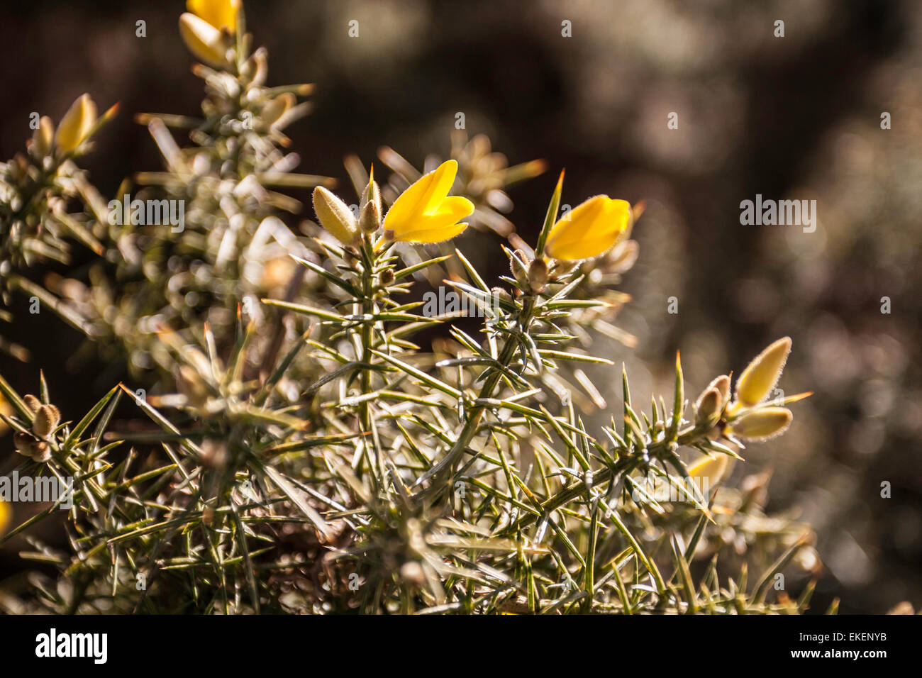 beautiful close up of gorse plant and flowers Stock Photo