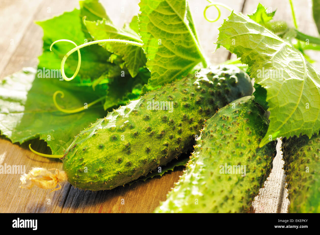 Cucumber on wooden table Stock Photo