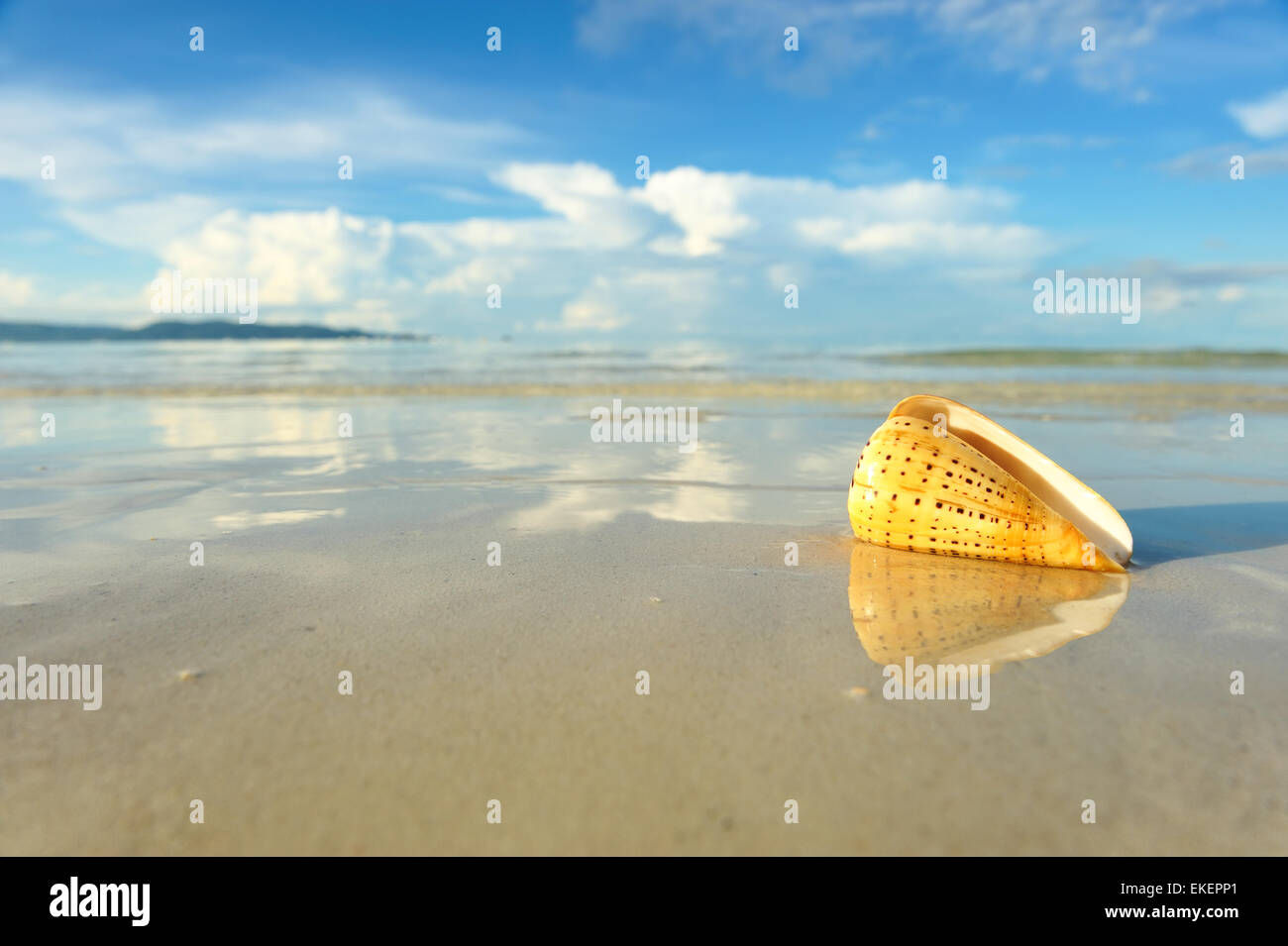 Shell on a beach Stock Photo - Alamy