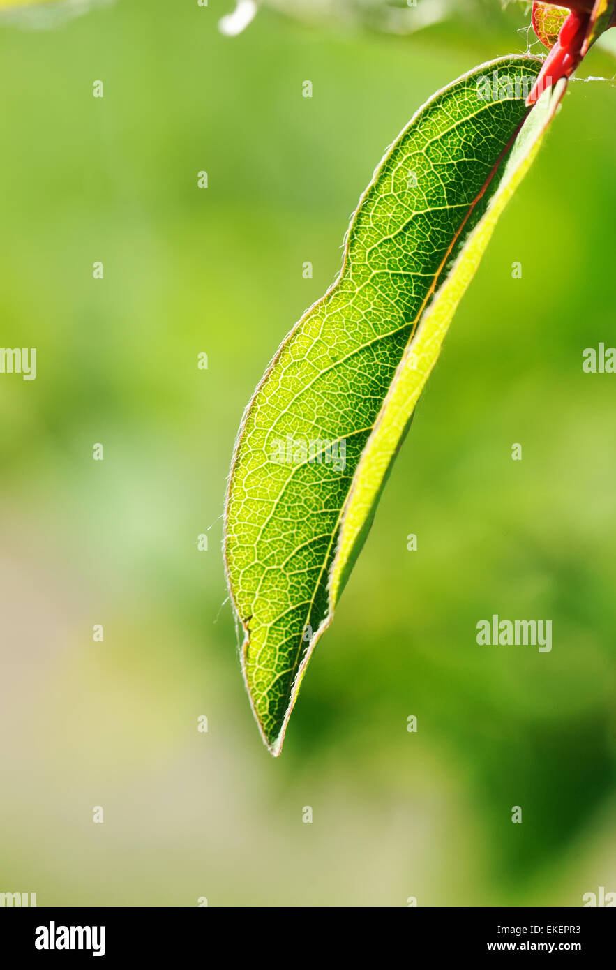 Sunlight green leaf hi-res stock photography and images - Alamy