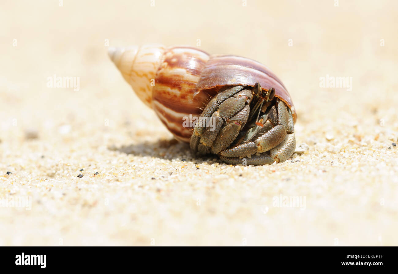 Hermit Crab on a beach Stock Photo - Alamy