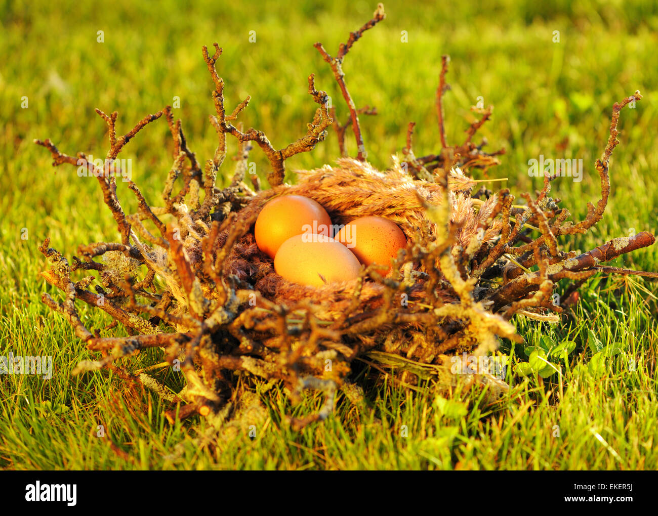 Bird nest with eggs Stock Photo - Alamy