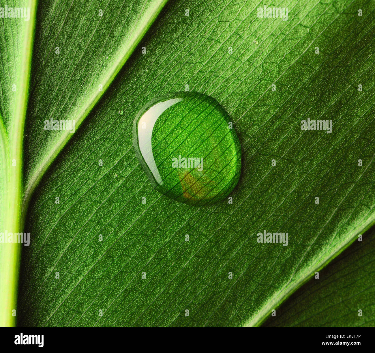 Water drop on leaf Stock Photo - Alamy