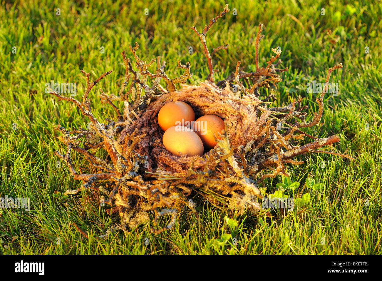 Bird nest with eggs Stock Photo Alamy