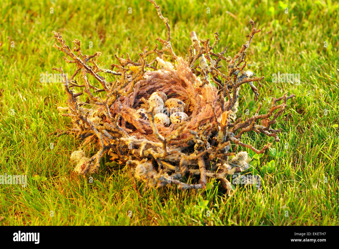 Bird nest with eggs Stock Photo - Alamy