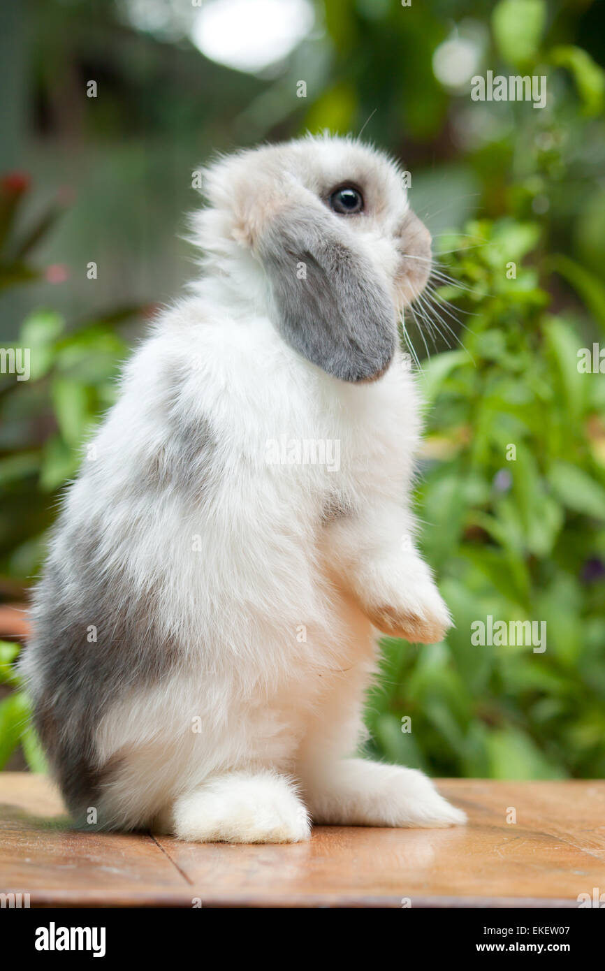 Cute white rabbit standing hi-res stock photography and images - Alamy