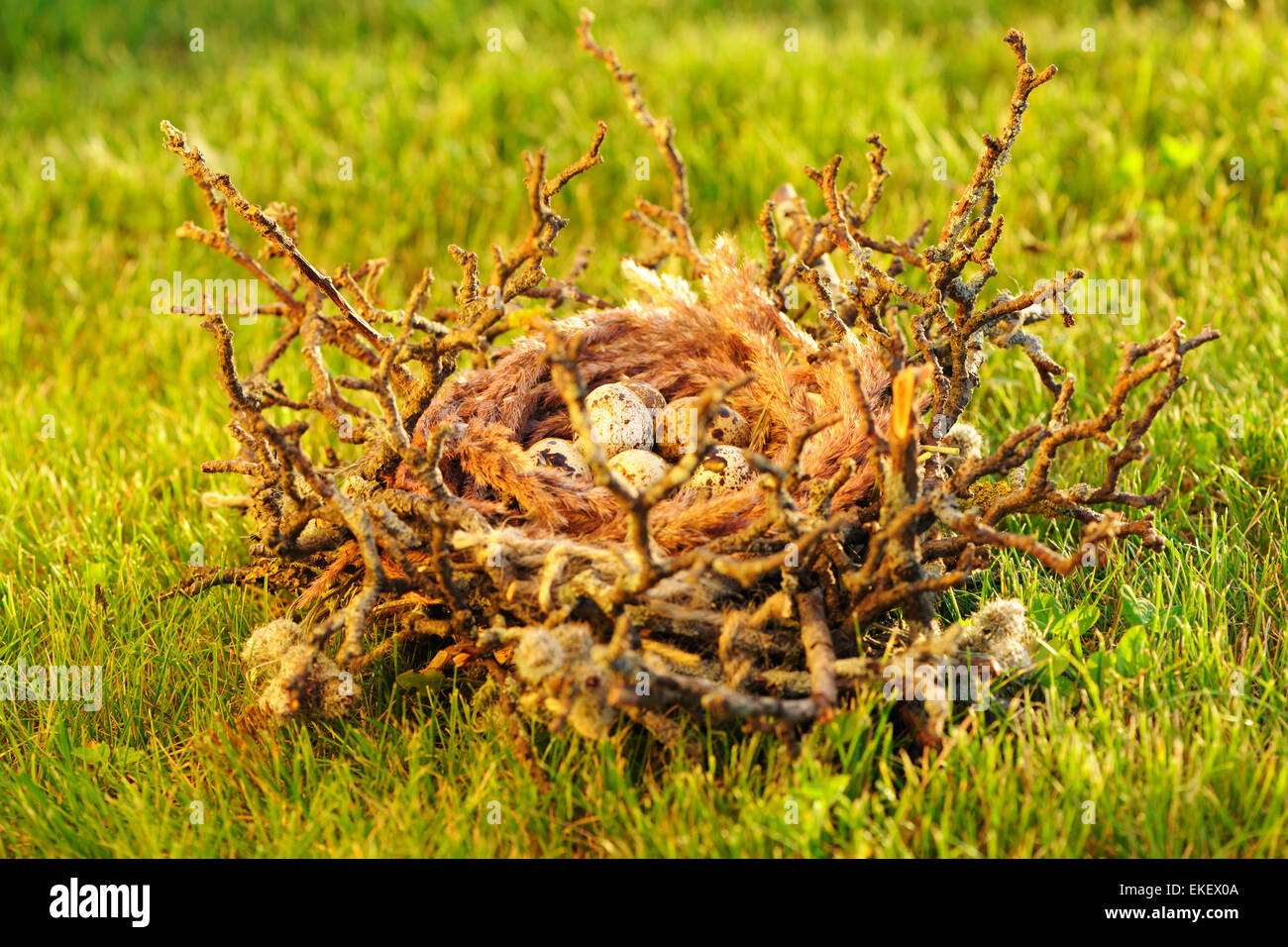 Bird nest with eggs Stock Photo - Alamy