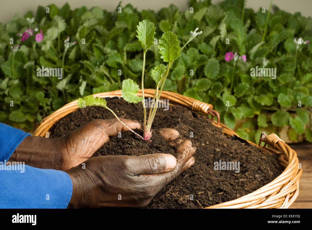 African American Gardener Planting new Plant Stock Photo - Alamy