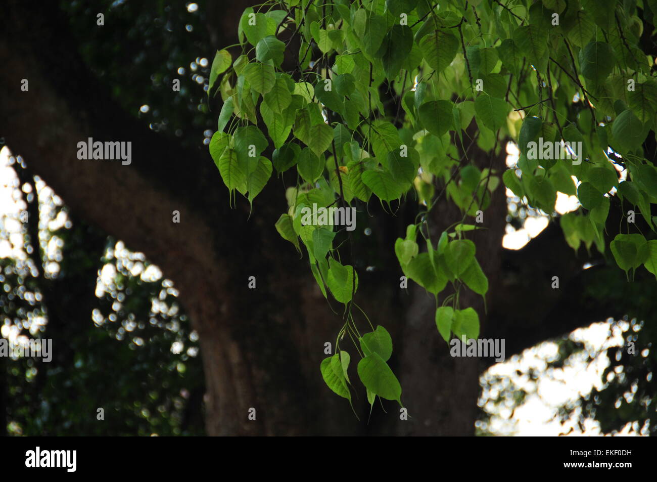Beautiful  banyan tree leaves  glittering by sunlight Stock Photo