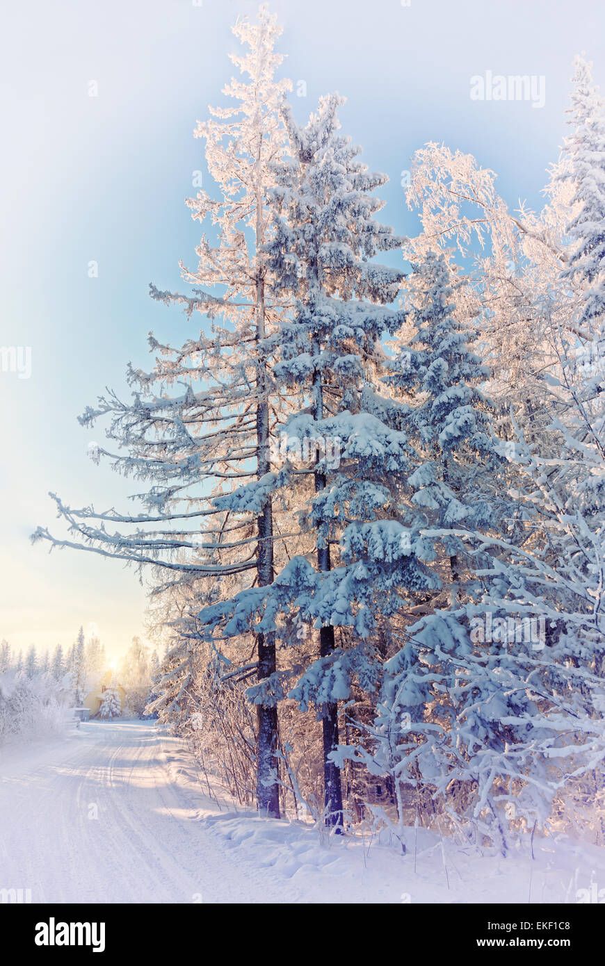 Winter forest sunset landscape hi-res stock photography and images - Alamy