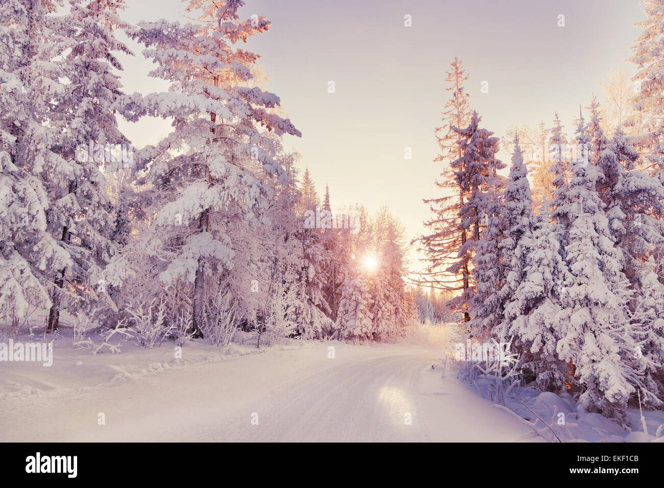 Winter forest sunset landscape hi-res stock photography and images - Alamy