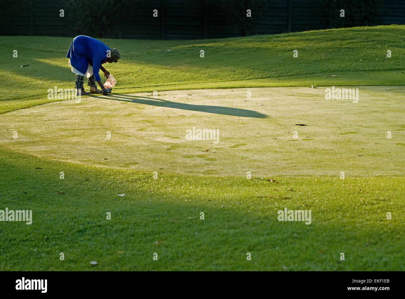 Golf green maintenance Stock Photo Alamy