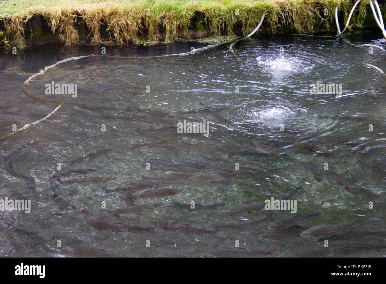 Live trout stock pond swimming breeding fishery Stock Photo