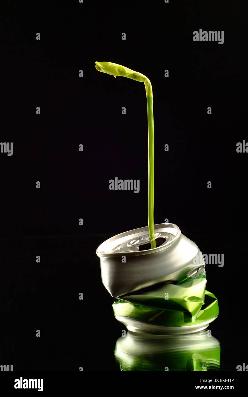 New Plant Growing in Crushed Can Stock Photo Alamy