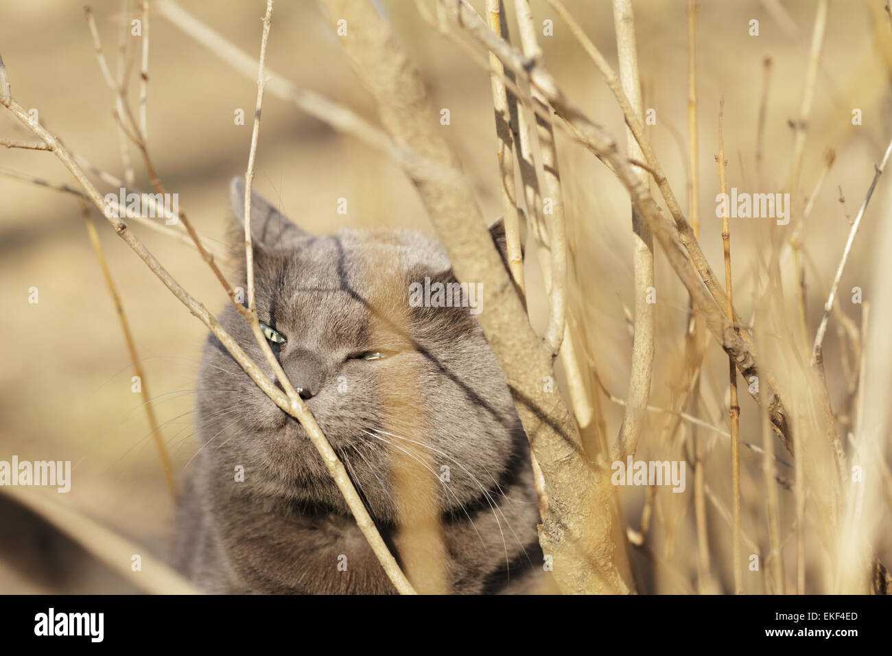 grey cat sniffs grass outdoors Stock Photo