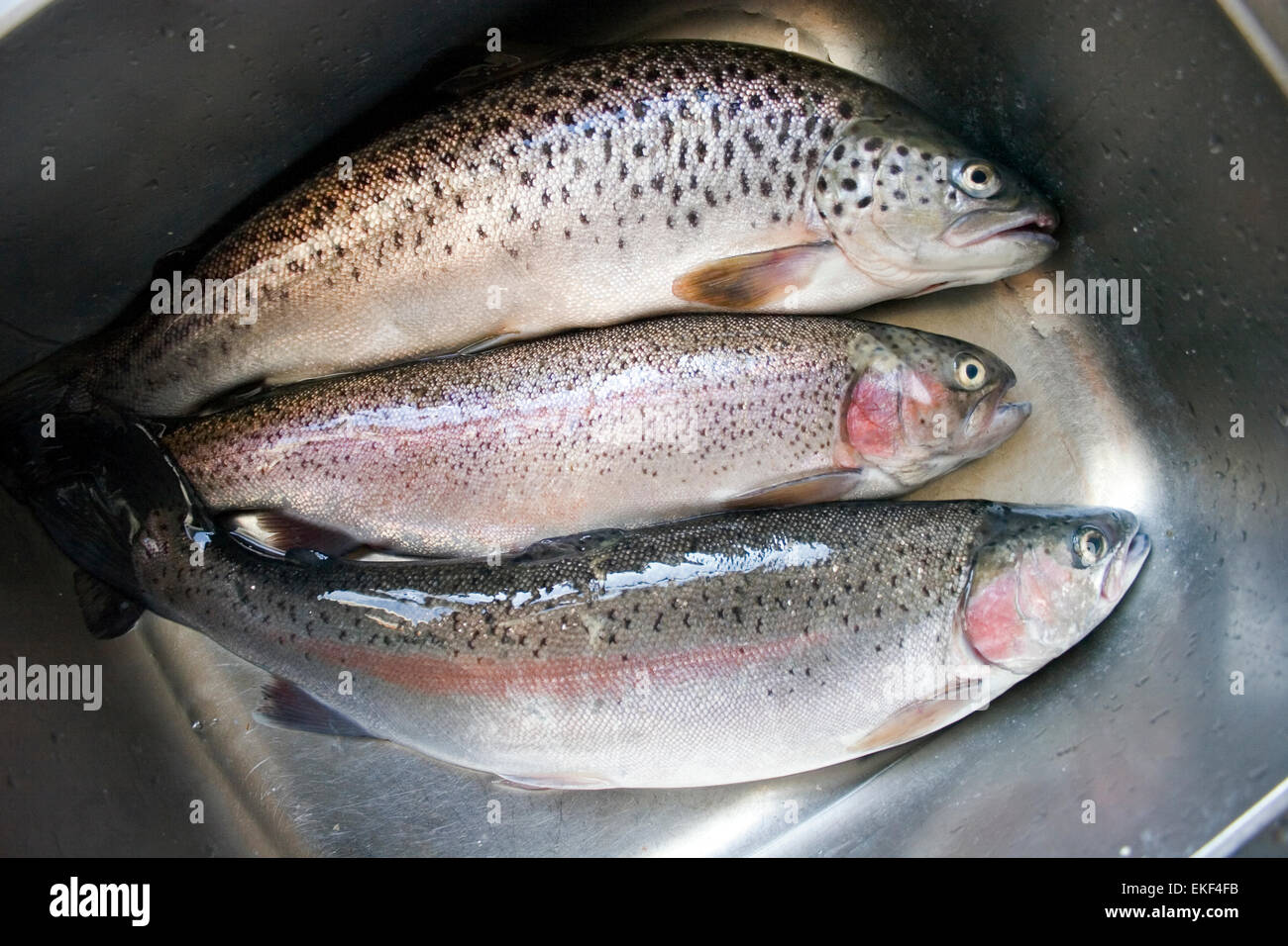 Trout rainbow spotted fish eye three fish brown trout perpetration