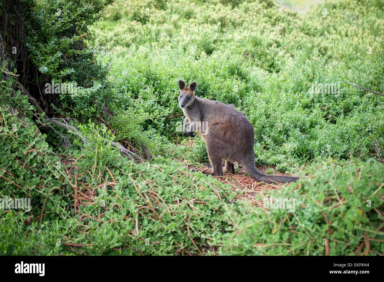 A Swamp Wallaby on Grifftiths Island, Port Fairy, on the western end of Victoria's Great Ocean Road Stock Photo