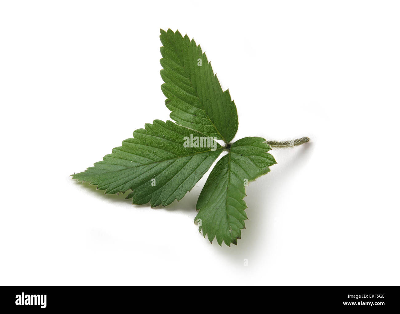 strrawberry's leaf Stock Photo
