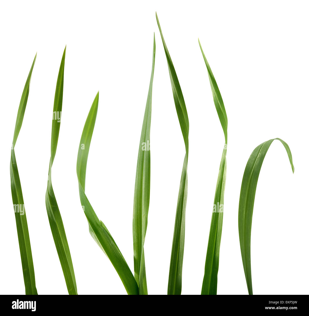 Blades of grass Stock Photo Alamy