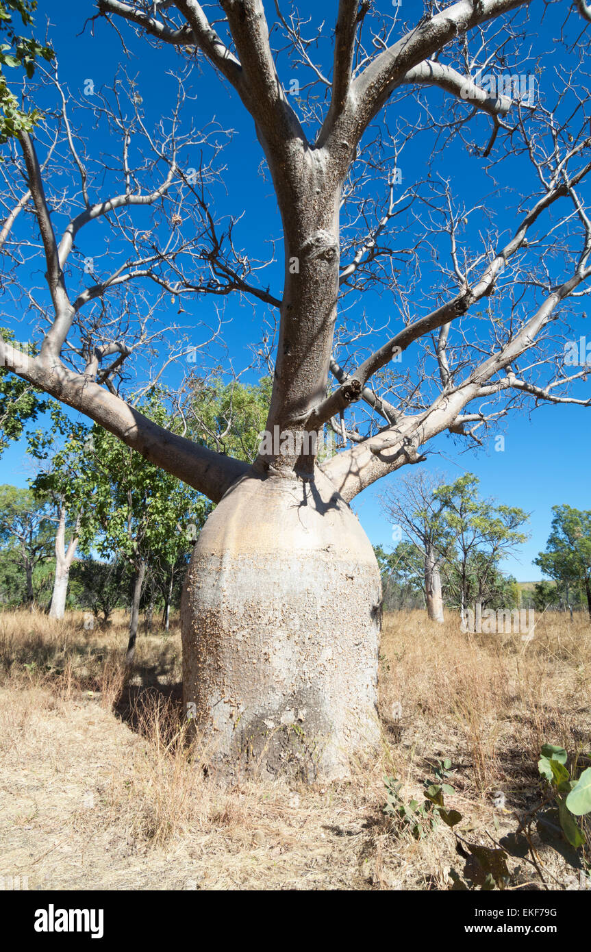 Boab Tree (Adansonia gregorii), Kimberley, Western Australia, WA ...