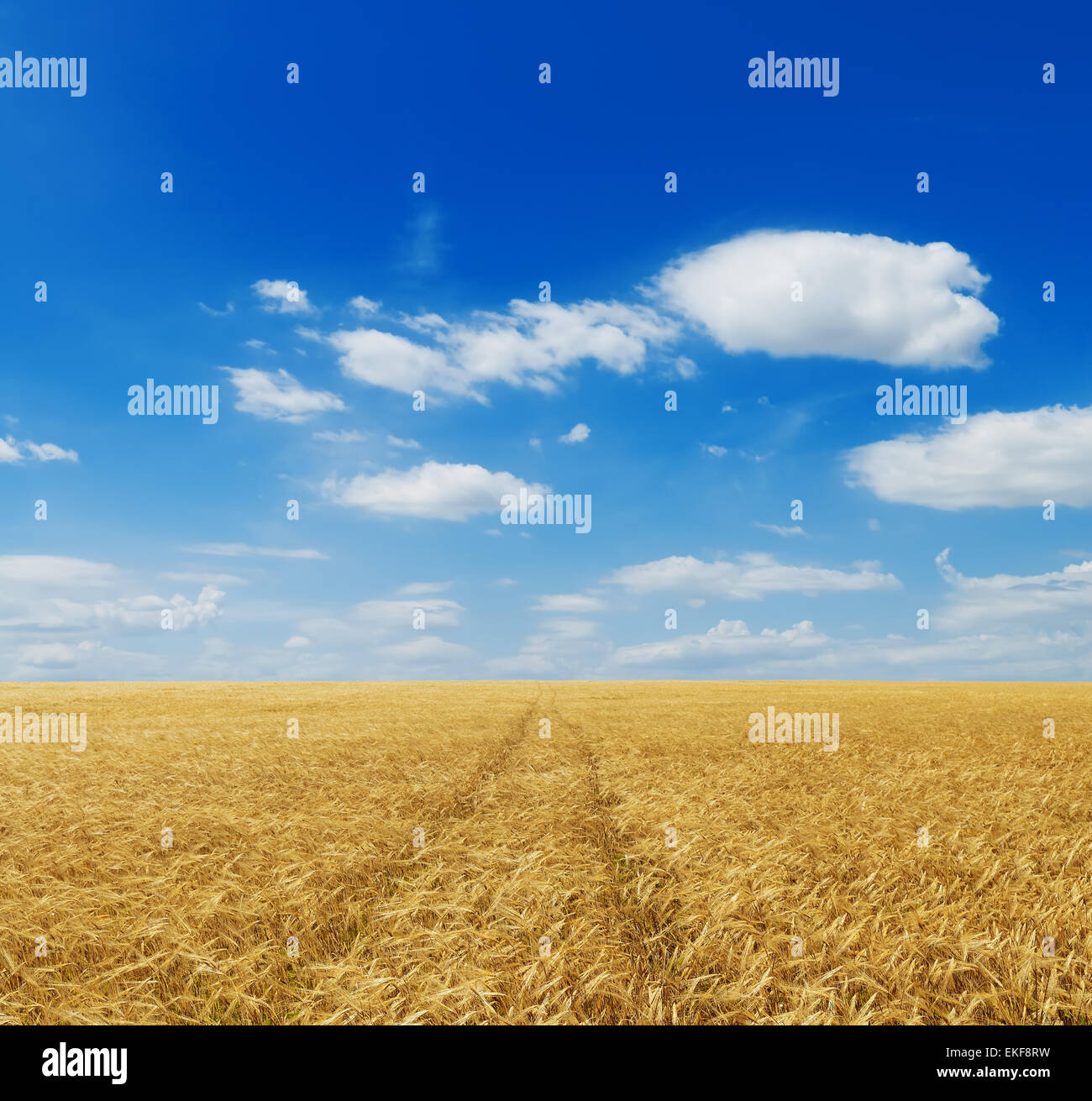 wheat field and blue sky with clouds Stock Photo - Alamy