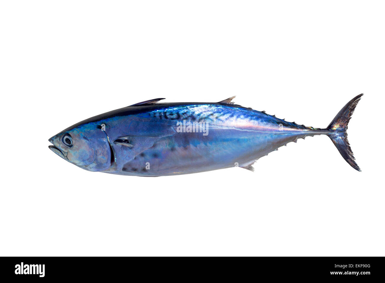 Little tunny tuna fish Euthynnus affinis on white Stock Photo