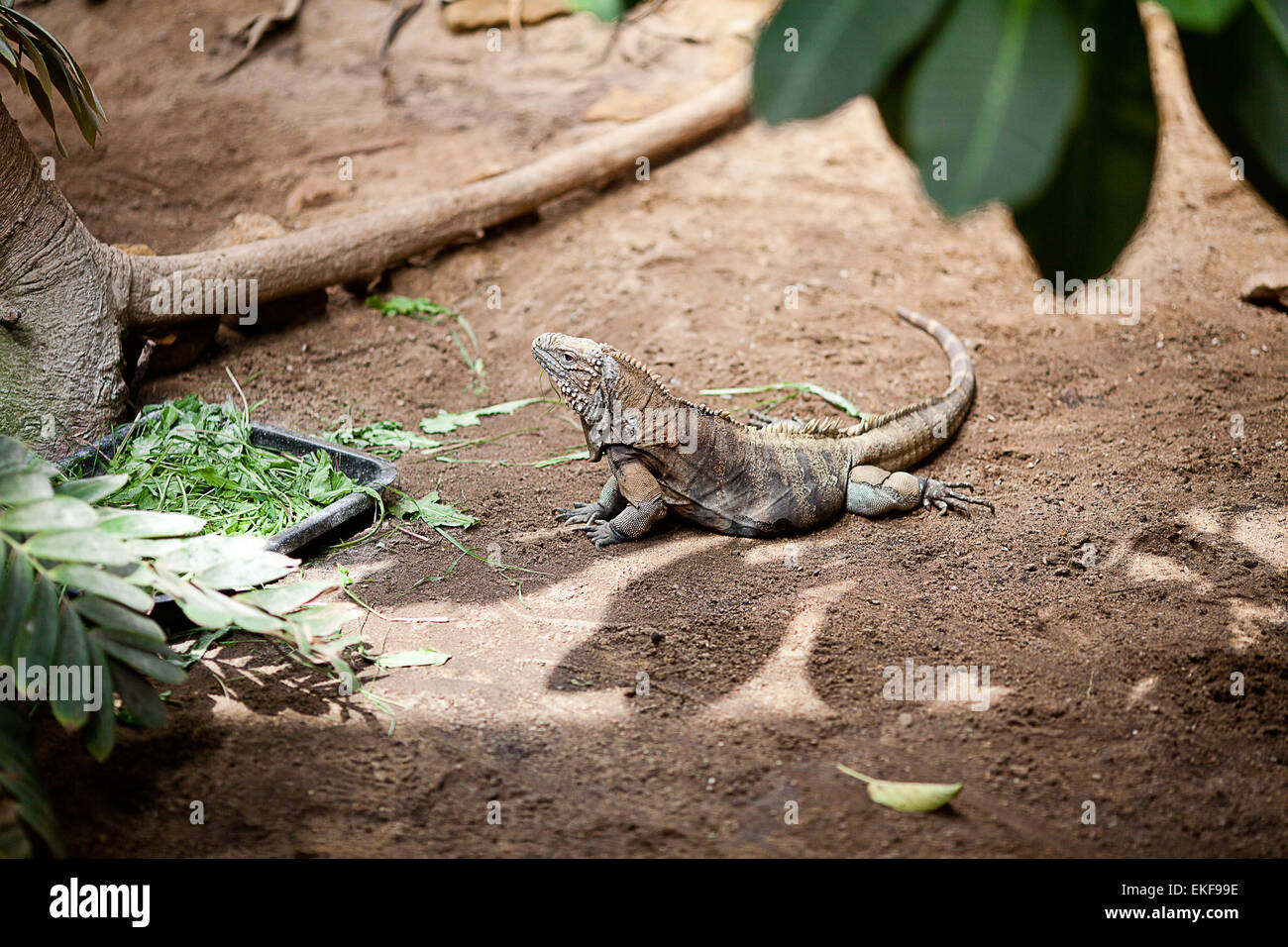 big lizard dragon at the zoo Stock Photo - Alamy