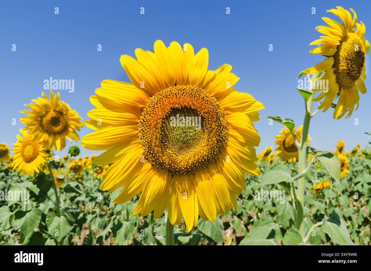 beautiful sunflowers against blue sky Stock Photo - Alamy