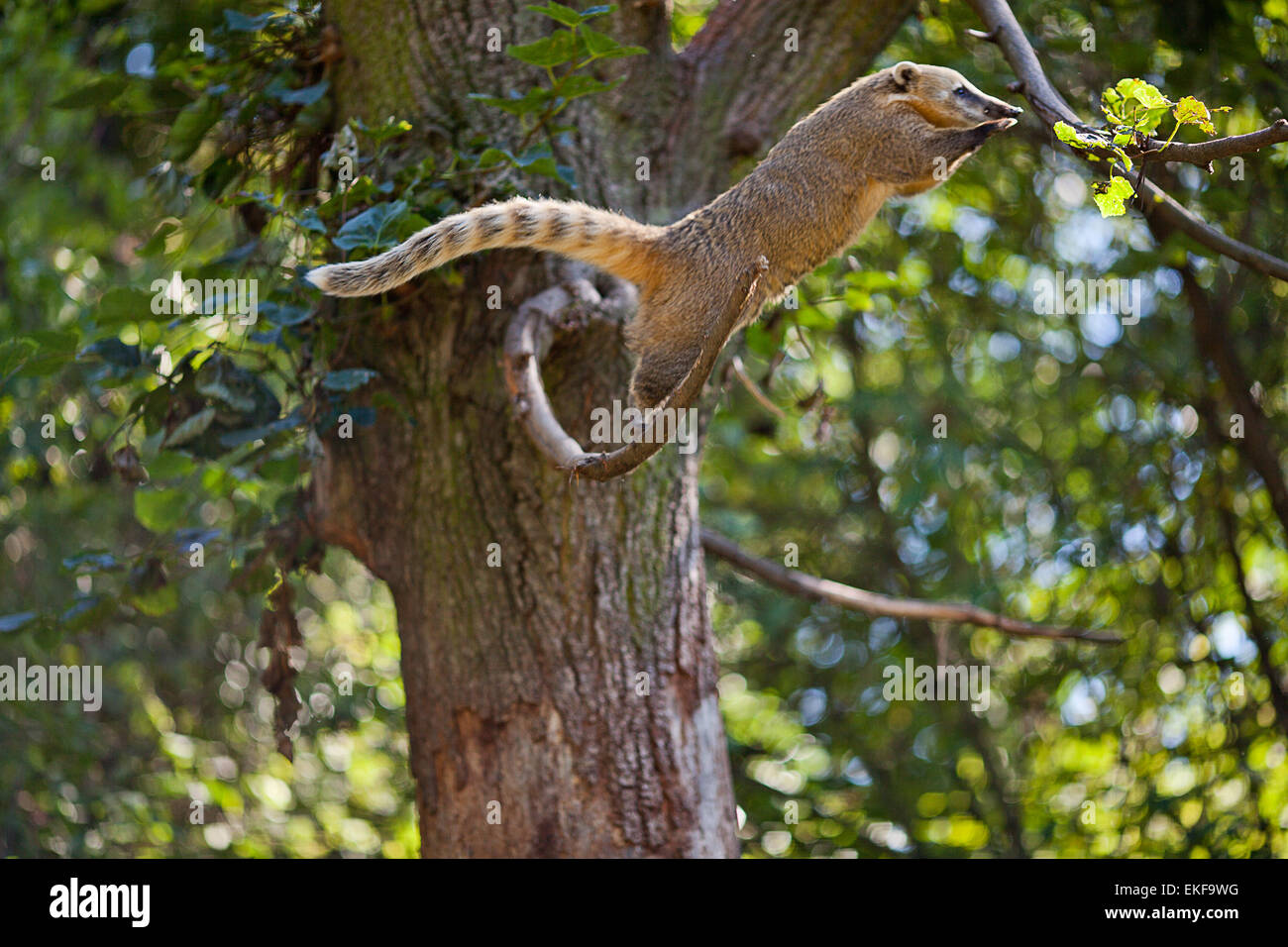 coati jumping from branch to branch in a zoo Stock Photo - Alamy