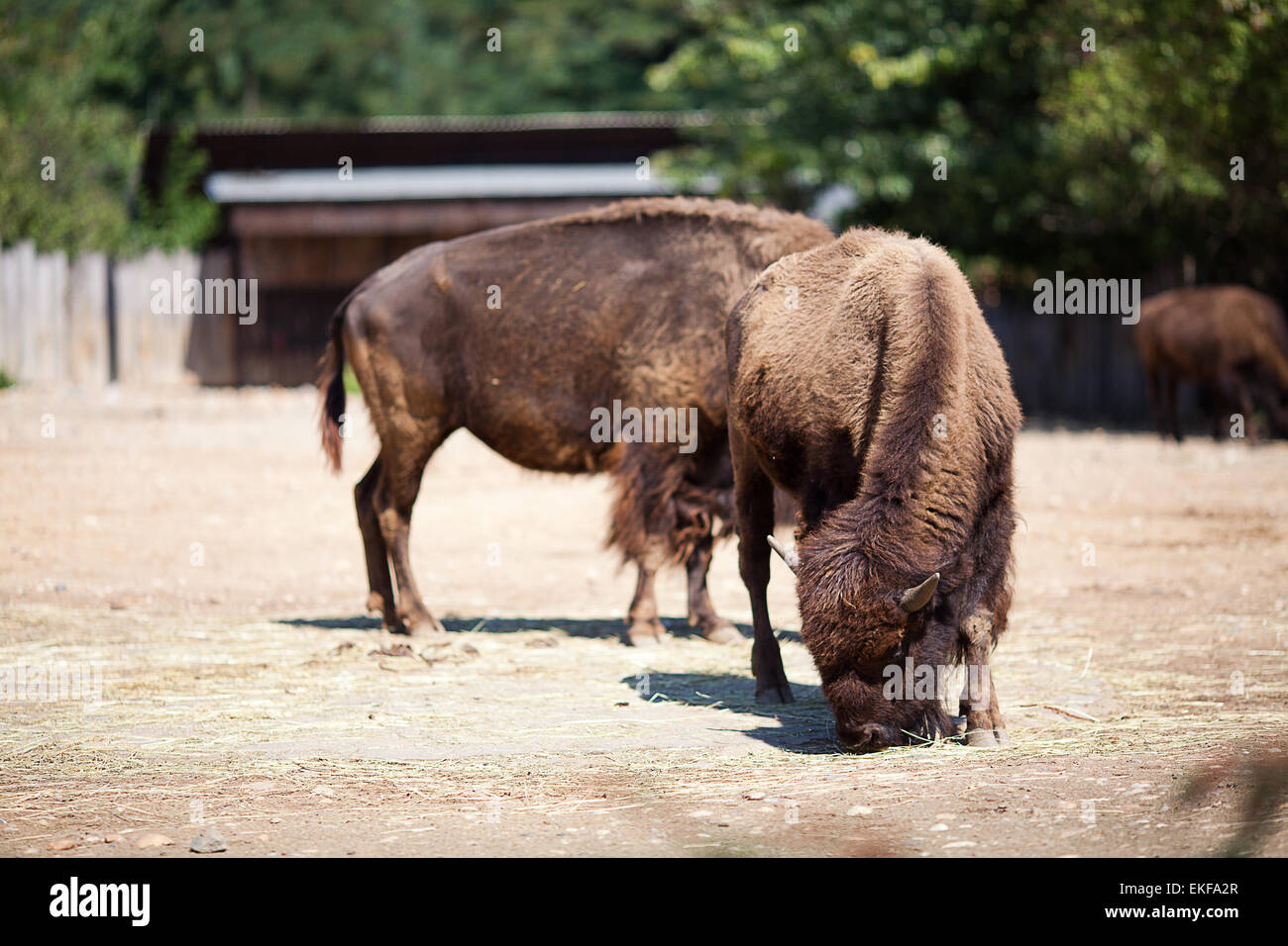 buffalo in zoo Stock Photo Alamy