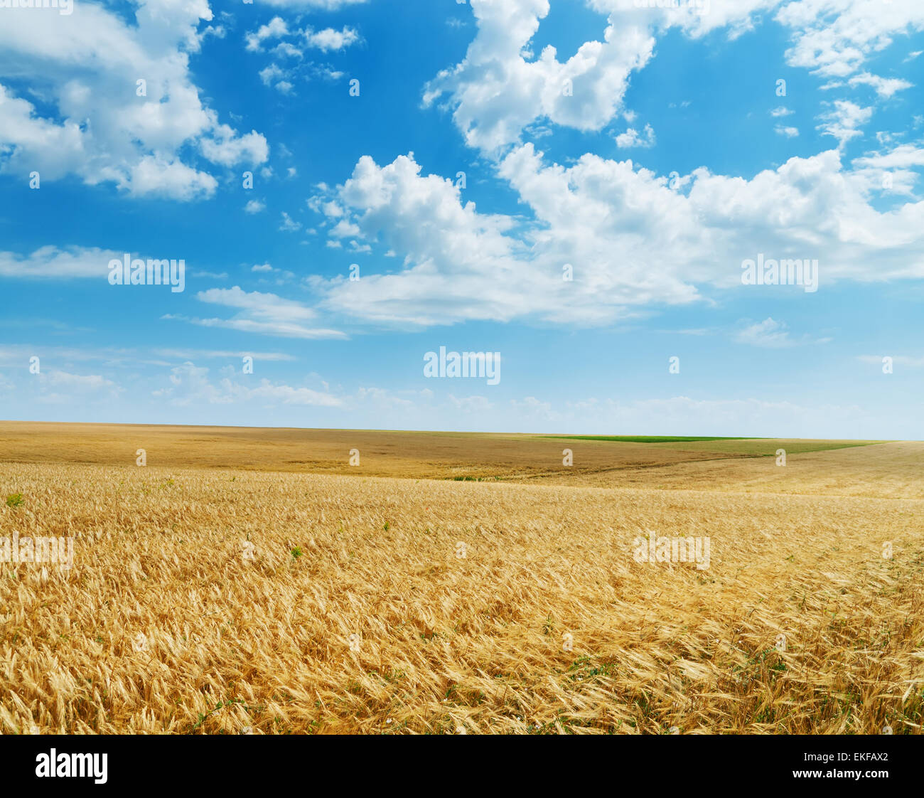 field of wheat under cloudy sky Stock Photo - Alamy