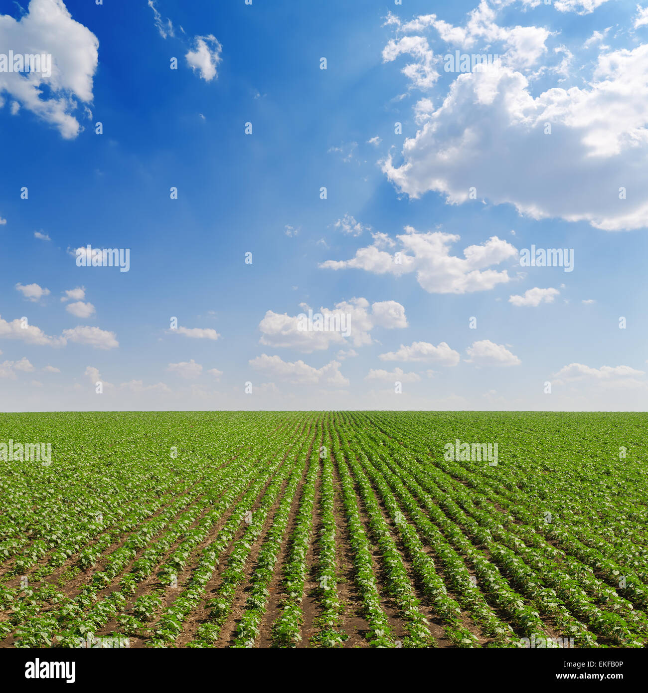 field with green sunflowers under cloudy sky Stock Photo - Alamy