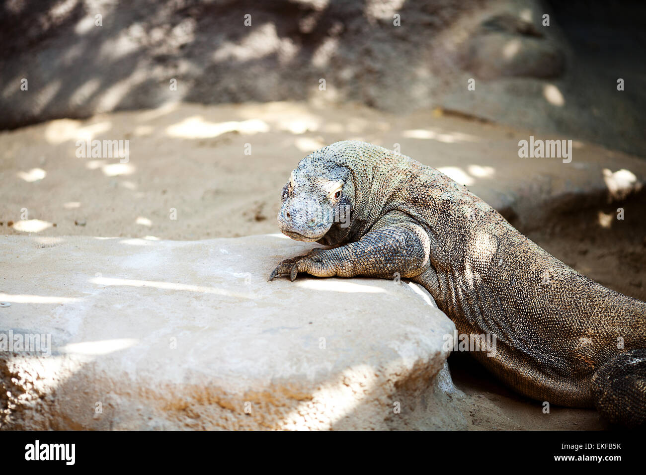 big lizard dragon at the zoo Stock Photo - Alamy