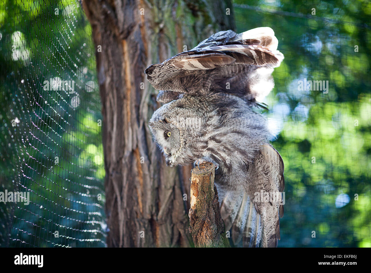 big owl at the zoo Stock Photo Alamy