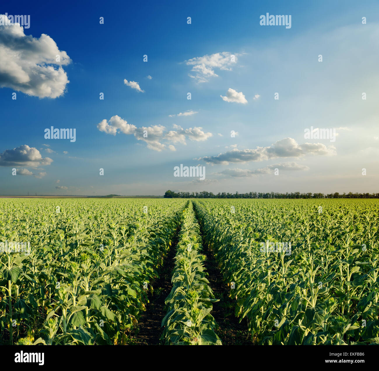 field with green sunflowers under cloudy sky in evening Stock Photo - Alamy