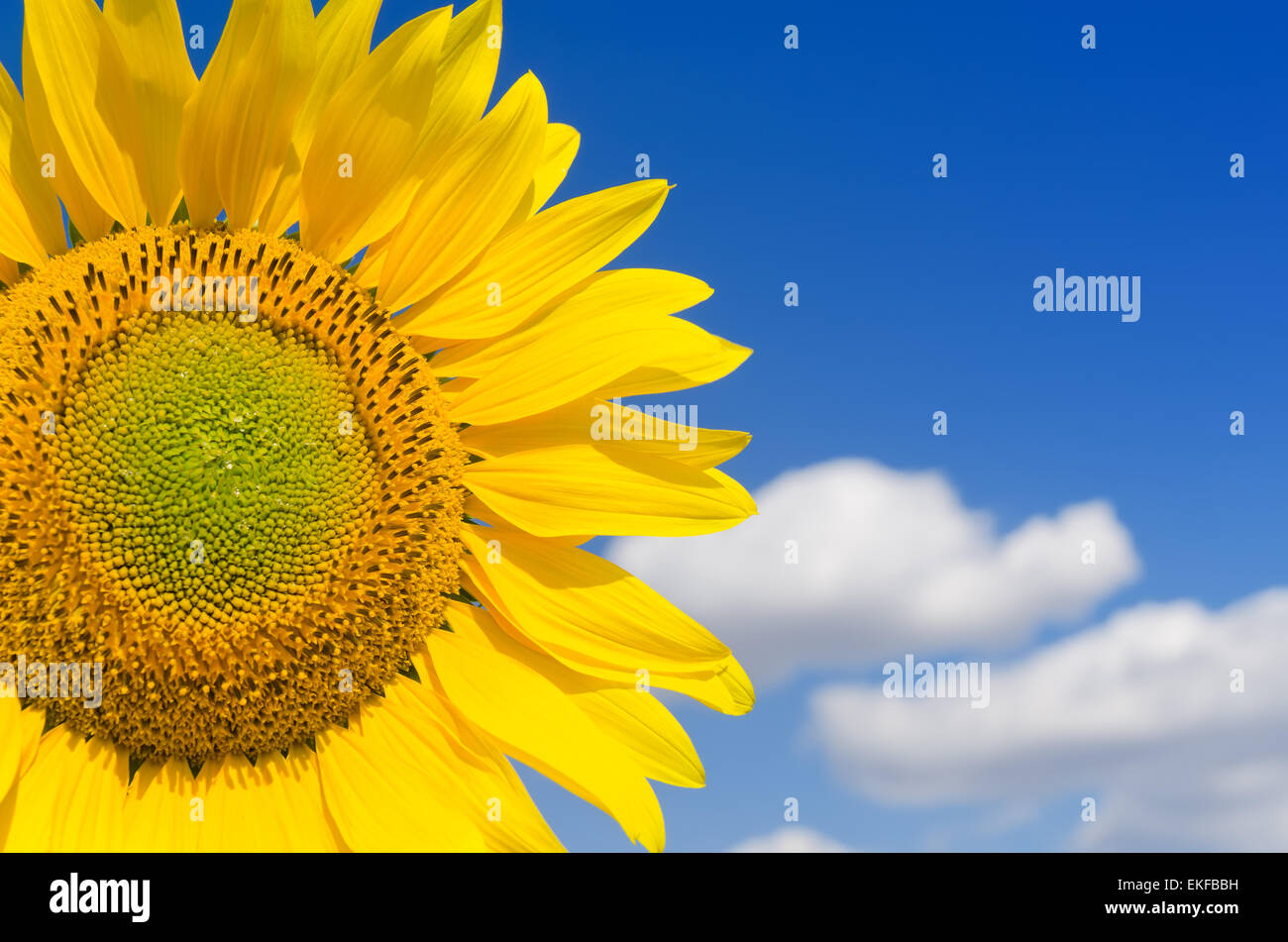 part of sunflower and blue sky Stock Photo - Alamy