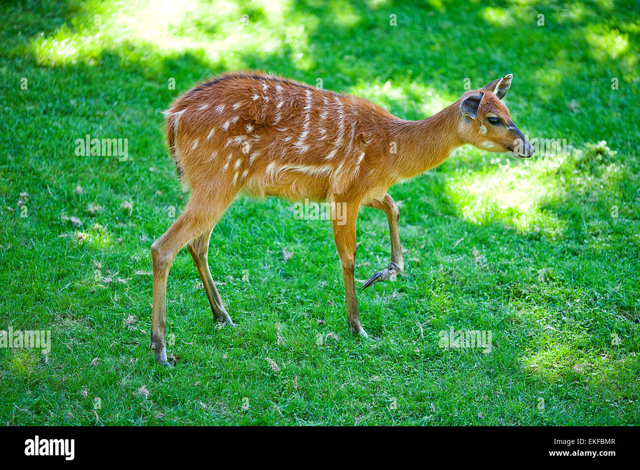 deer on the background of green grass in a zoo Stock Photo
