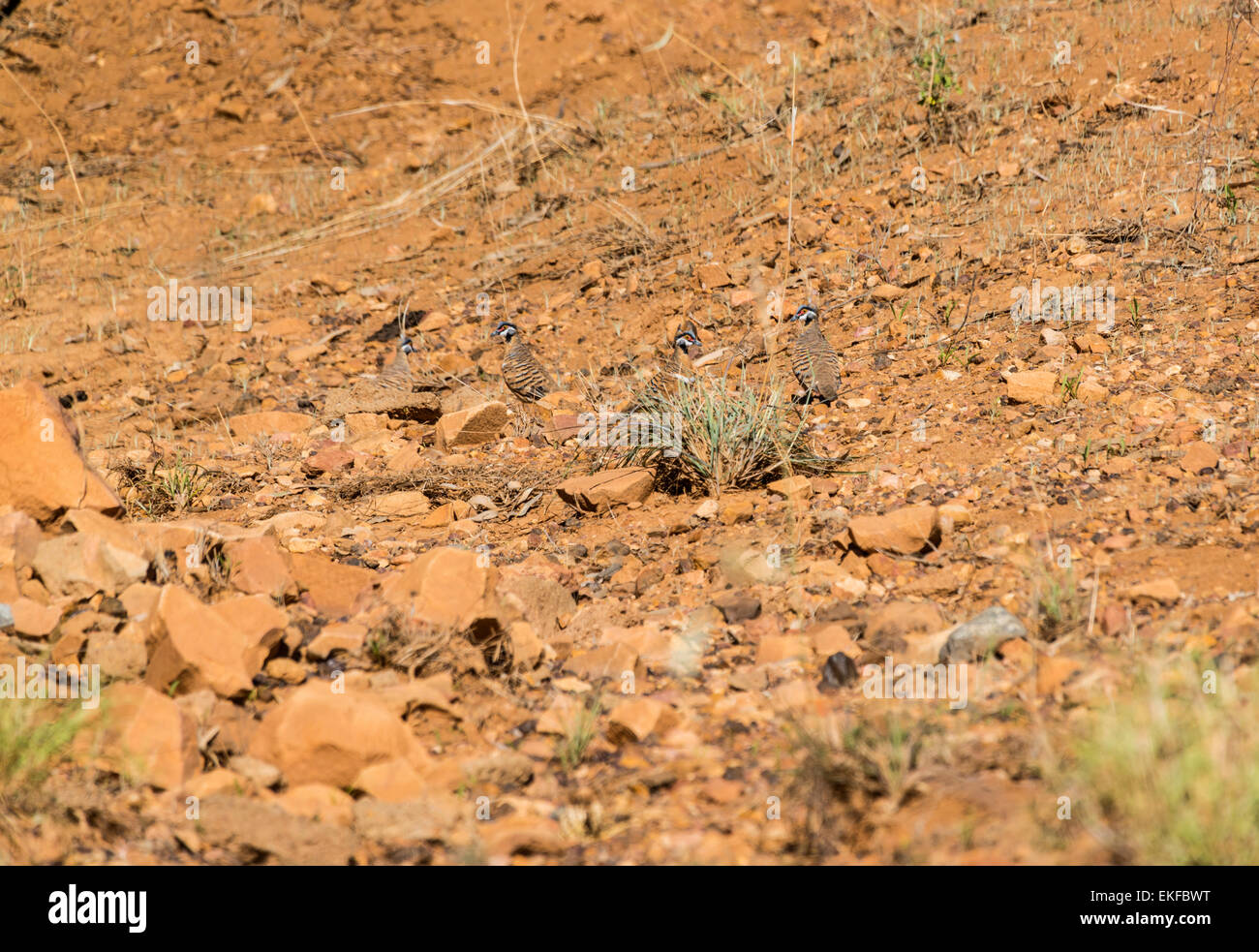 Spinifex pigeons Geophaps plumifera, hiding in the gibber plains,Queensland,Australia Stock Photo