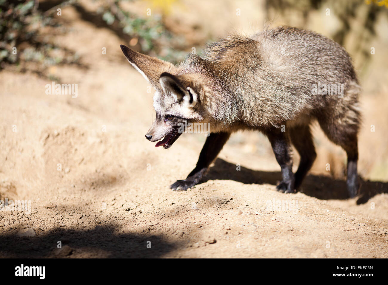 fennec fox at the zoo Stock Photo Alamy