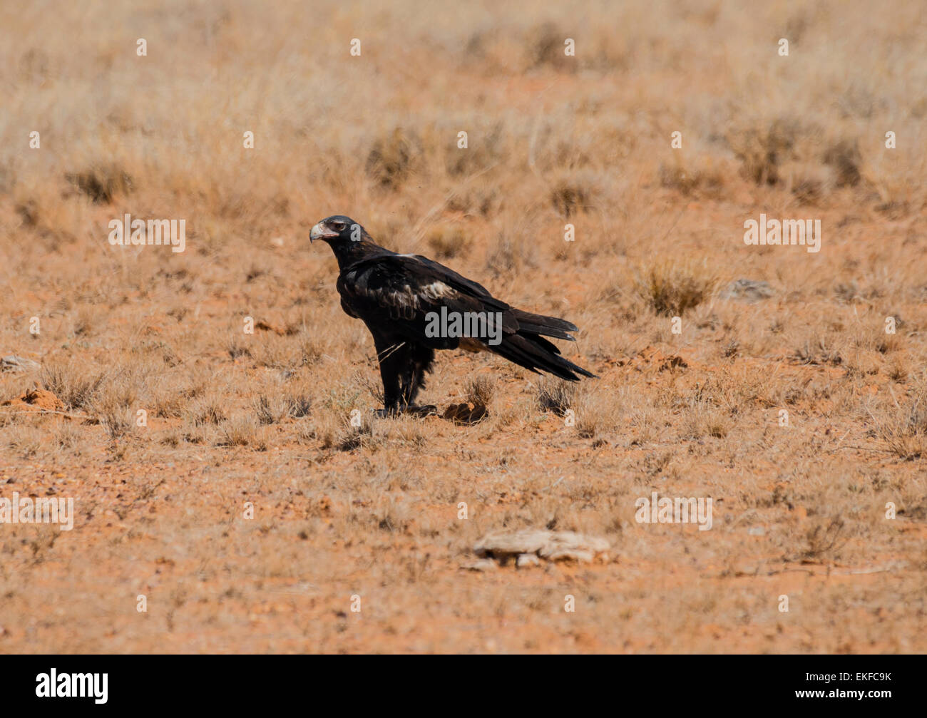 Wedge tailed eagle hi-res stock photography and images - Alamy