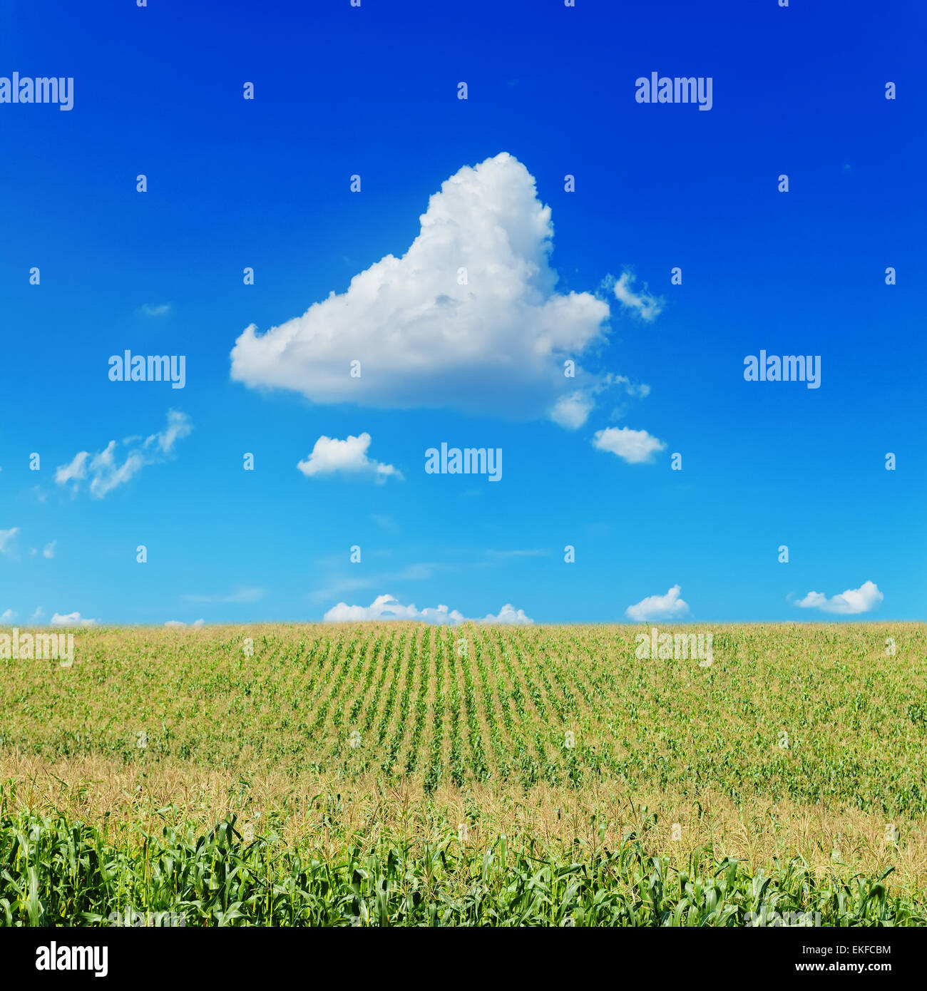 field with corn under blue sky and clouds Stock Photo - Alamy