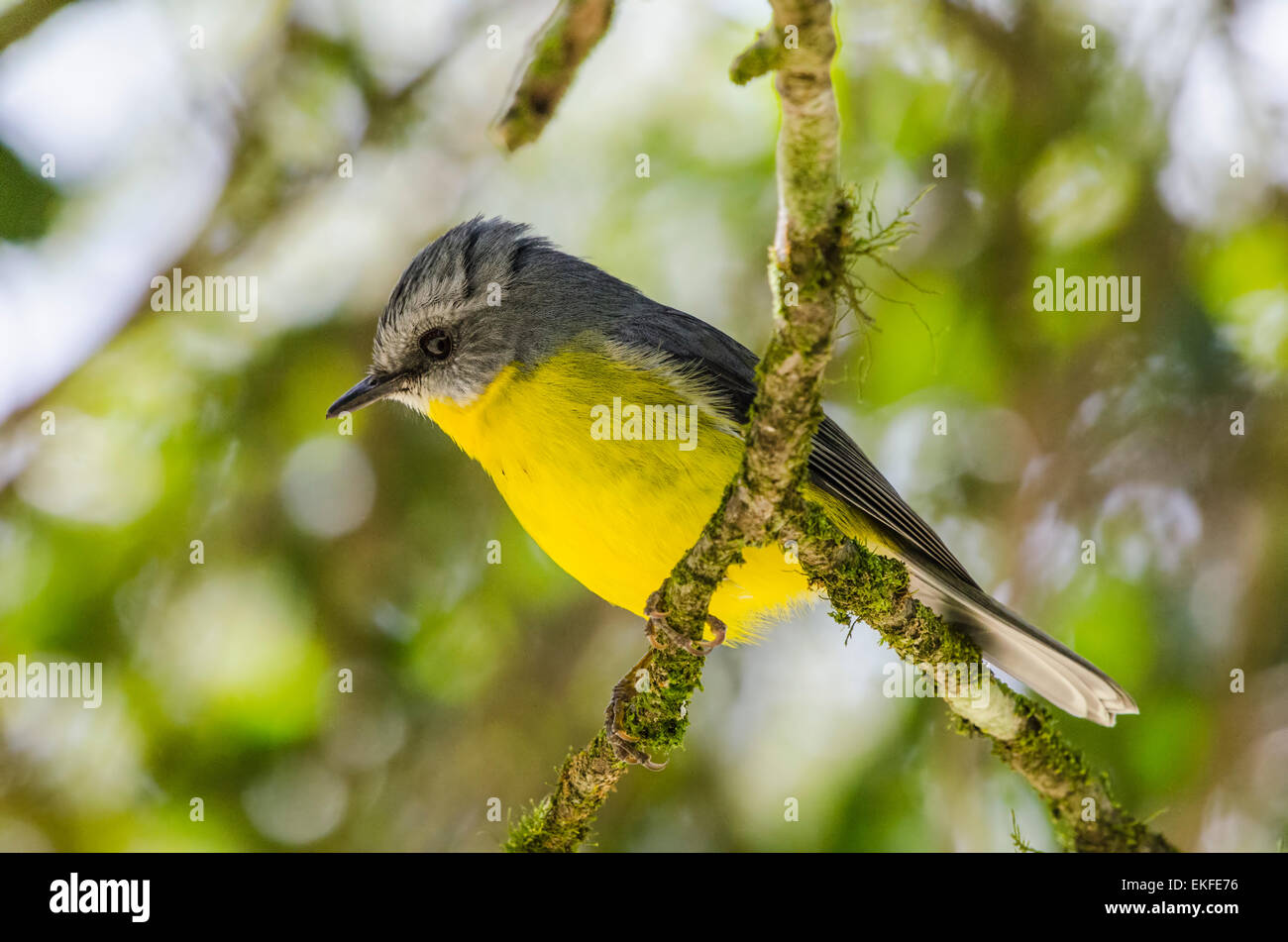 Eastern yellow robin Eopsaltria australis, Queensland, Australia Stock