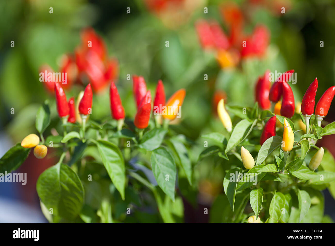 background of chili peppers and green leaves Stock Photo Alamy