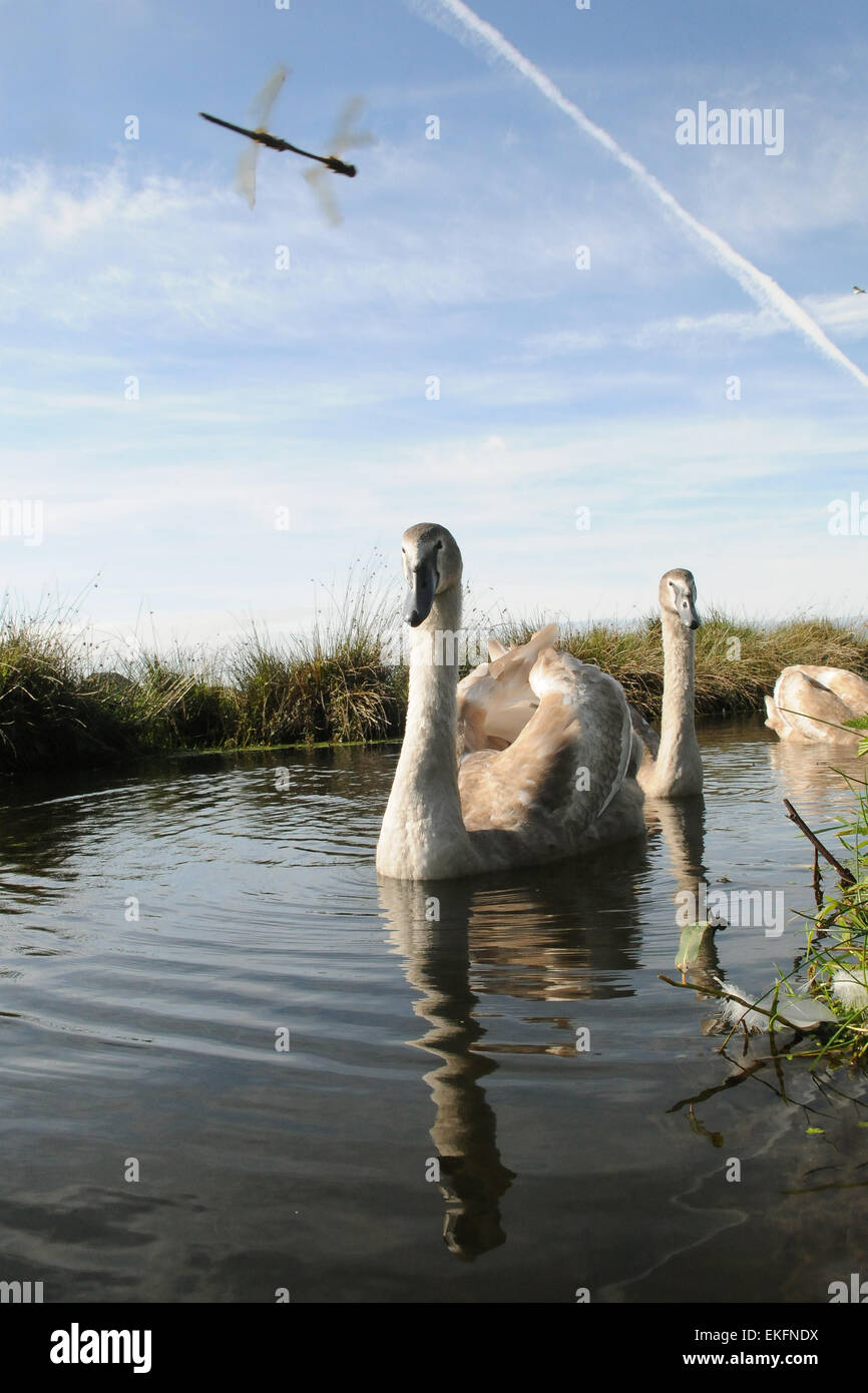 Autumn Views of North Devon Signet Swans on Braunton Marshes with ...