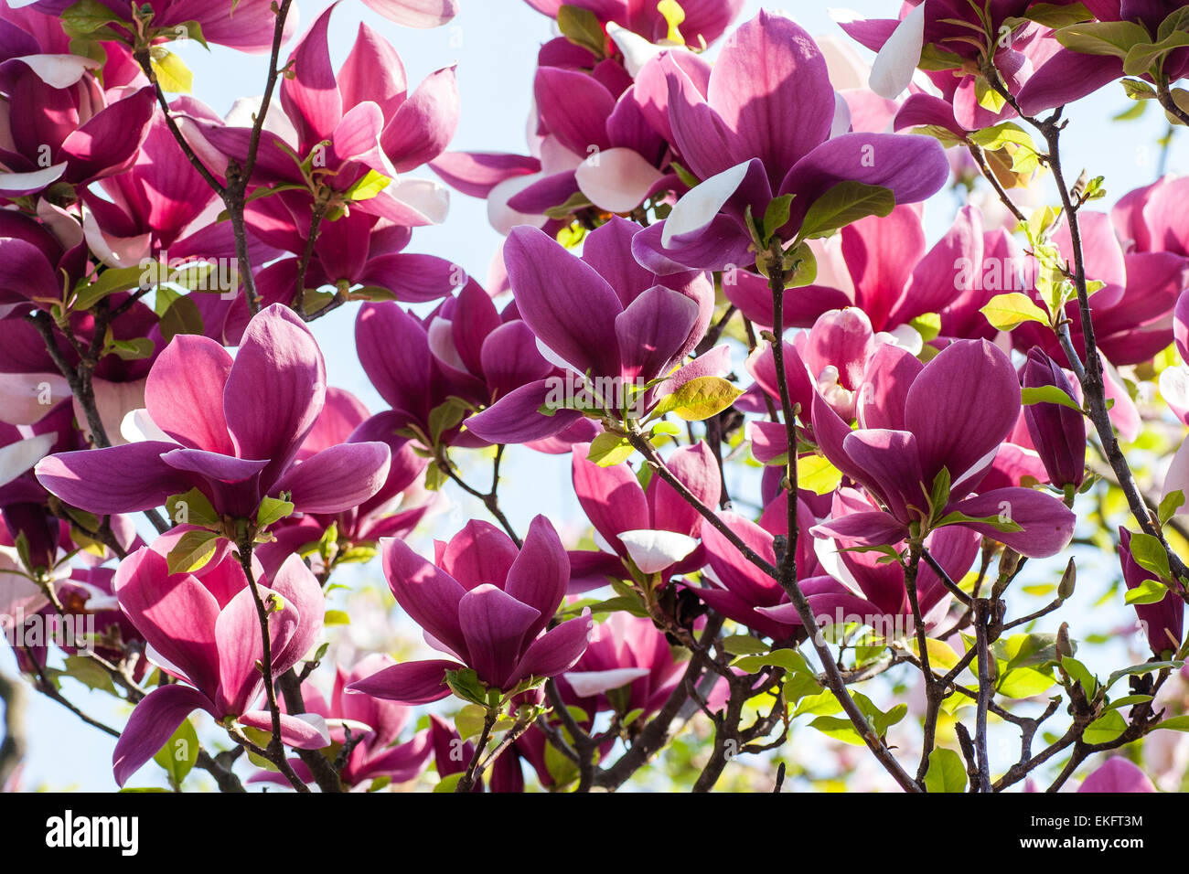 blooming magnolia flowers on sunny day Stock Photo - Alamy